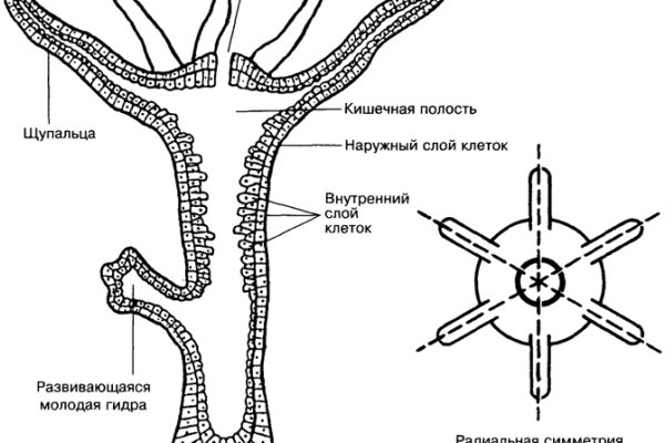 Кракен даркнет в тор